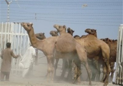 سیستان و بلوچستان در تولید گوشت شتر در کشور پیشرو است