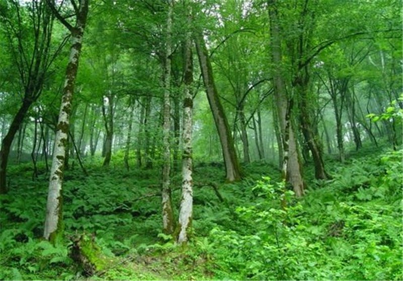 جنگل‌های هیرکانی 6 استان کشور حفاظت می‌شود