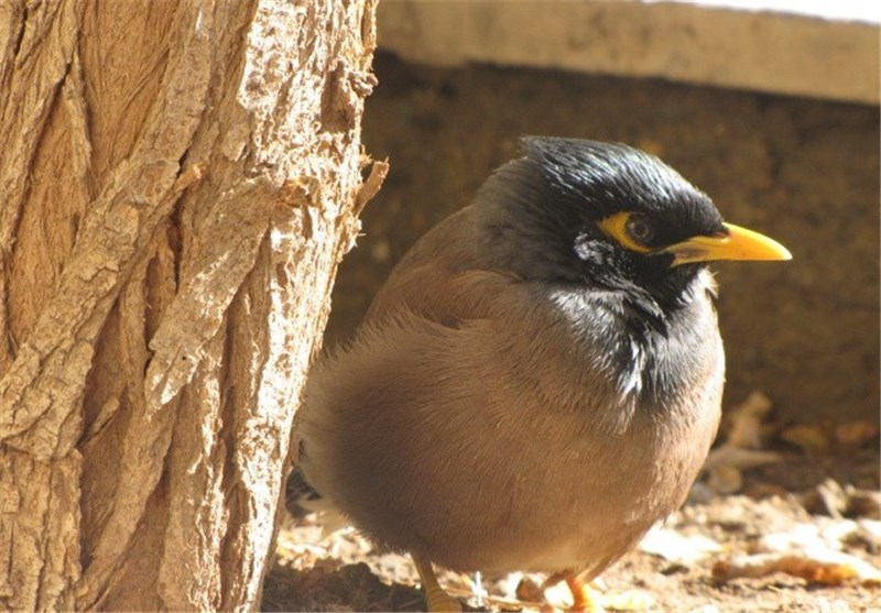 571 قطعه از انواع پرنده قاچاق در گیلان کشف شد
