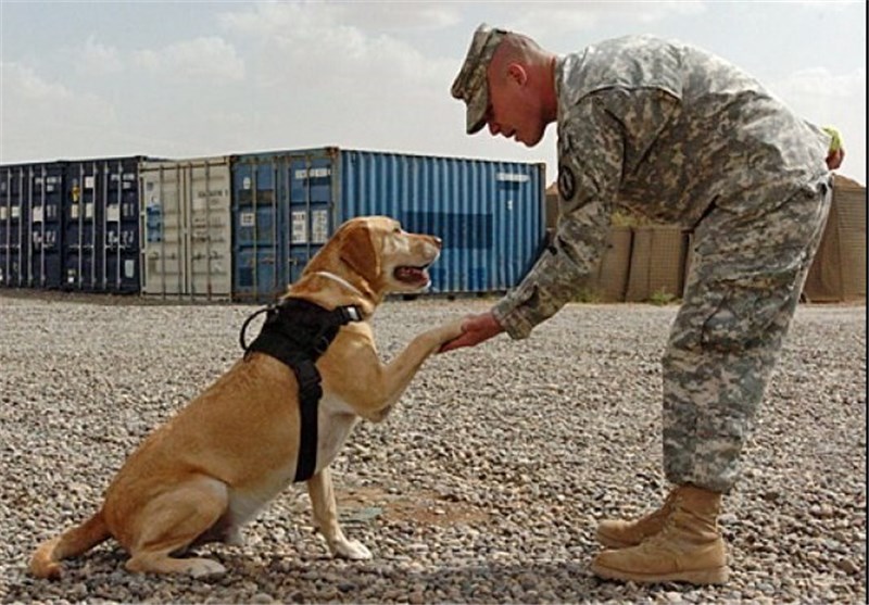 قیاس سقراطی 2 عکس در عراق/نگاه آمریکایی به حیوان ناطق و غیرناطق
