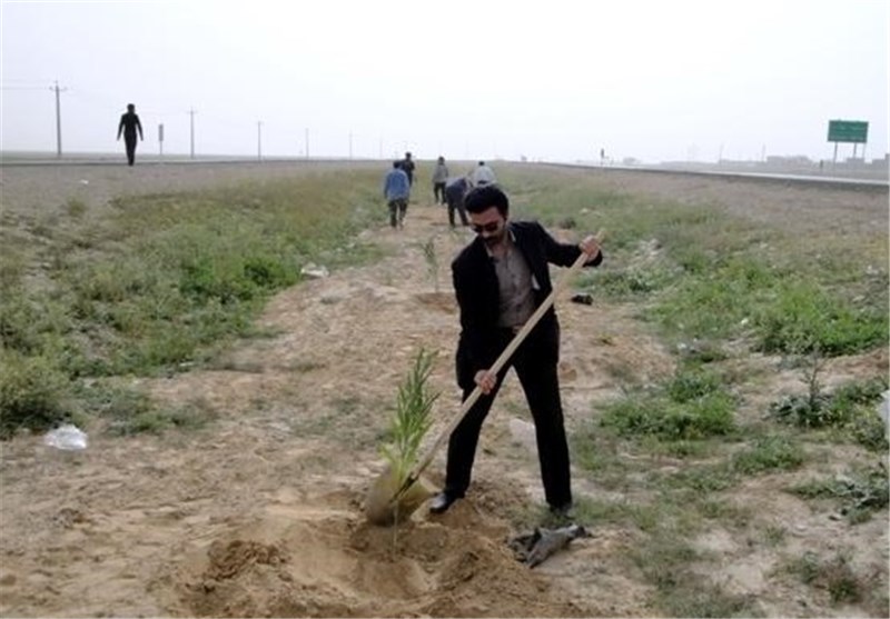 500 هزار اصله نهال در اراضی بیابانی استان بوشهر کشت شد