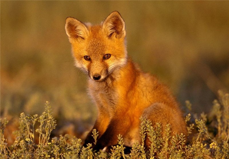 شکار 4 قلاده روباه در تهران به صورت زنده