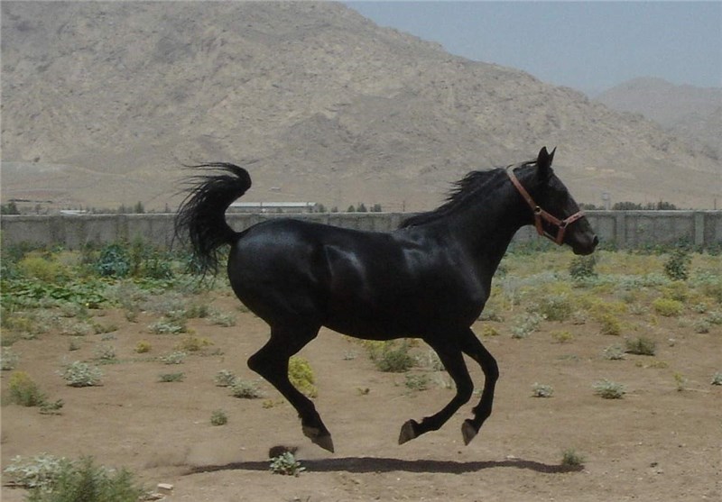 لرستان، میزبان نخستین جشنواره زیبایی اسب عرب شد