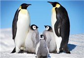 Researchers Say Climate Change Is &apos;Killing Penguin Chicks&apos;