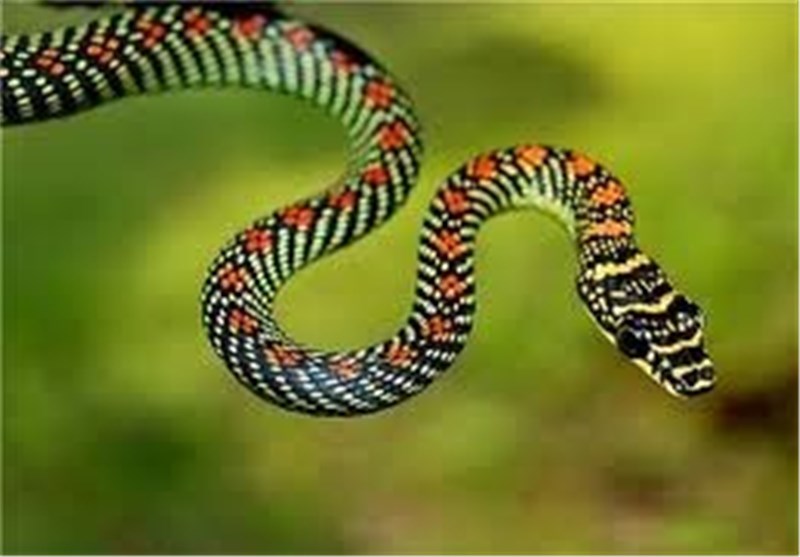 Scientists Solve Mystery of Flying Snakes