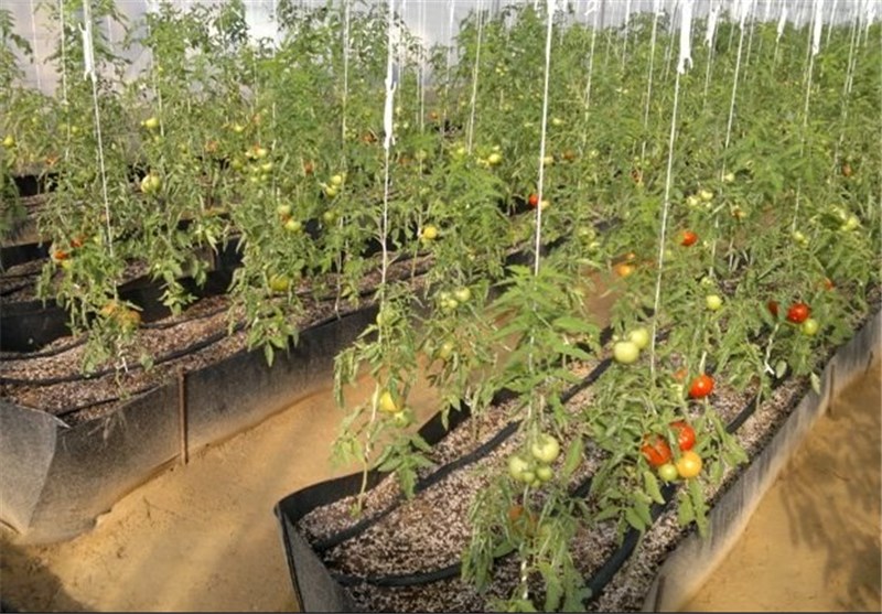 تولید محصول گلخانه‌ای هیدروپونیک در کرمان