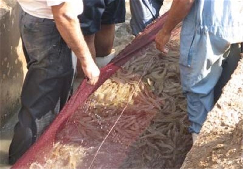 افزایش سرانه مصرف ماهی در استان اردبیل/توسعه پرورش ماهی در قفس