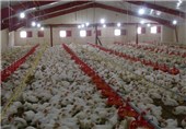 سالیانه بیش از 18 هزار تن گوشت مرغ در شهرضا تولید می‌شود