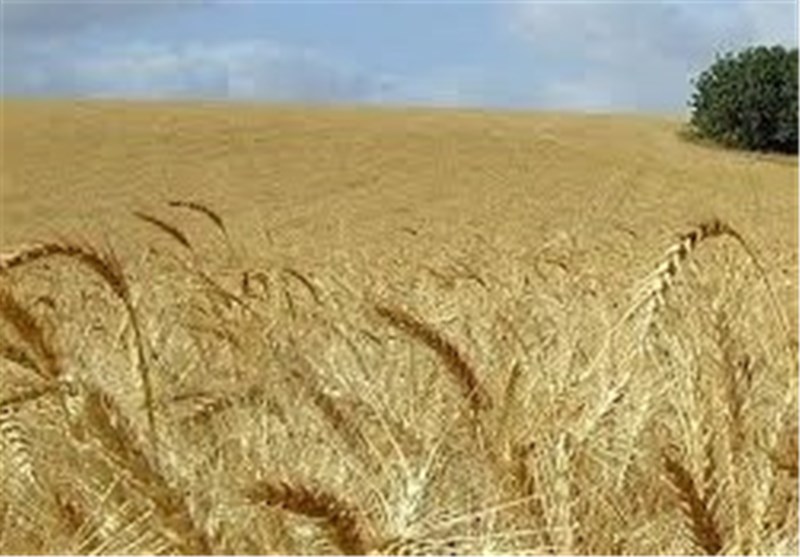 کشاورزان کود مزارع گندم و جو دیم را اواخر بهمن‌ماه استفاده کنند