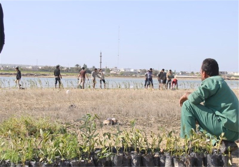 کشت 4000 اصله نهال حرا در منطقه ‌نای‌بند عسلویه