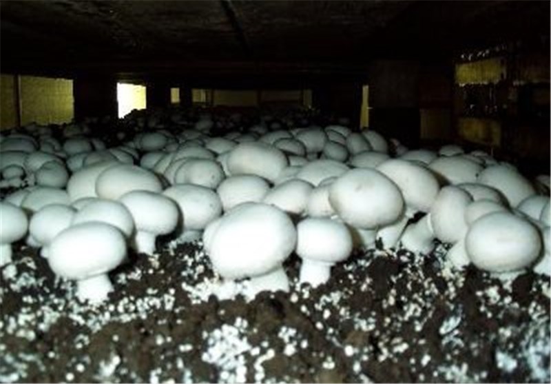 تولید قارچ در گیلان بیش از 2 برابر افزایش یافته است