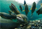 امسال شرایط برای مهاجرت ماهی آزاد در سواحل مازندران مناسب است
