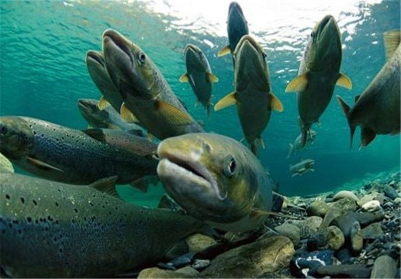 How Salmon Find Their Way Home