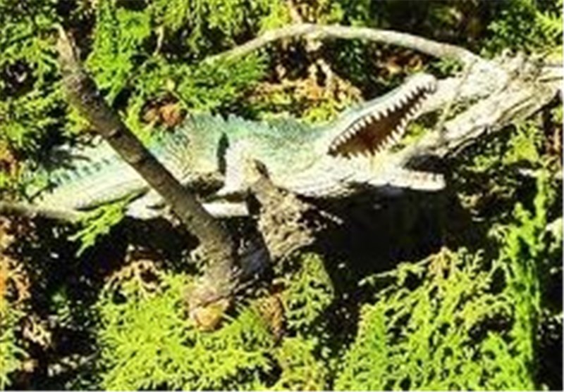 Crocodiles Are Capable of Climbing Trees