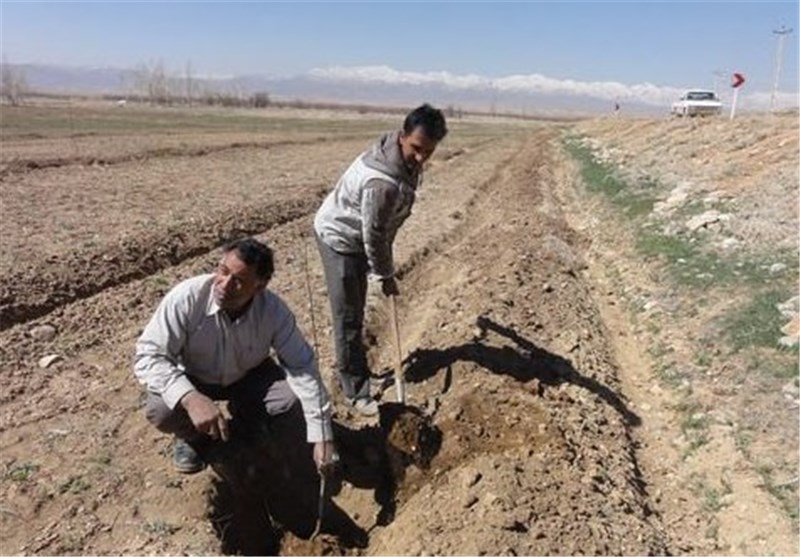 اراضی تالاب بین‌المللی آلماگل در استان گلستان نهال‌کاری شد