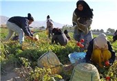 خسارت 12 میلیارد ریالی به مزارع گوجه‌فرنگی دیر