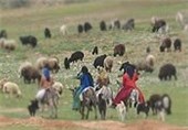 تولید بیش از 1400 تن پشم گوسفند در فارس