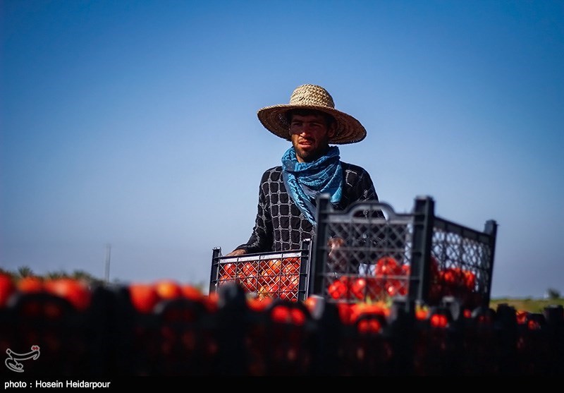 یک تن رب گوجه فرنگی غیراستاندارد در استان البرز معدوم شد