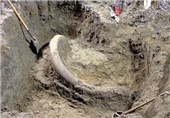 متخصصان ژاپنی فسیل ماموت پیدا شده در بیله‌سوار را بررسی می‌کنند