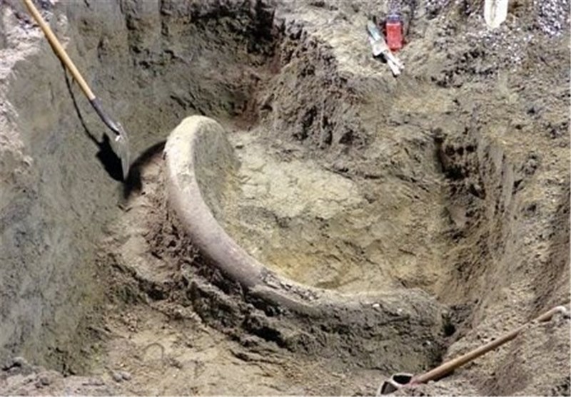 بقایای جانور عظیم‌الجثه باستانی نادر در بیله‌سوار کشف شد