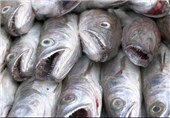 انتقال 60 قطعه ماهی مولد به مرکز تحقیقاتی شیلات گیلان