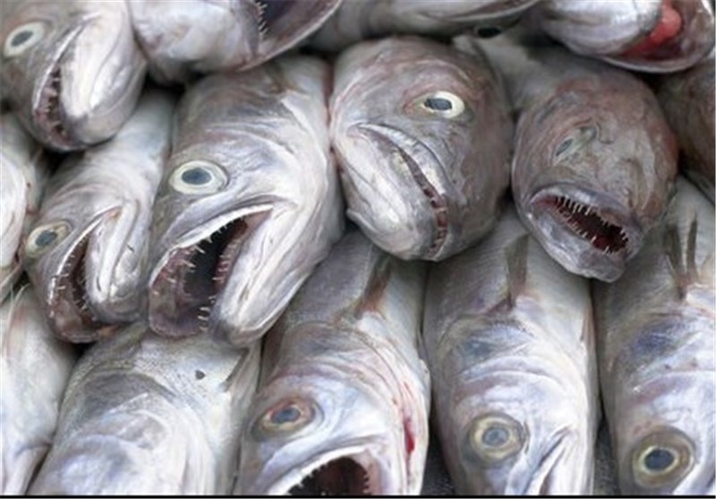 ارزآوری 62 هزار دلاری تولید ماهیان سردابی در چهارمحال و بختیاری