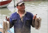 مشارکت 2000 صیاد بوشهری درصید ماهی