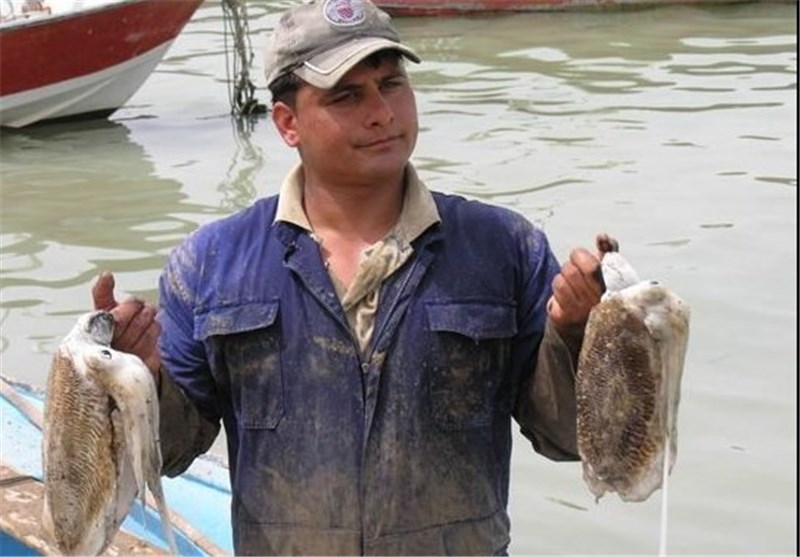 180 هزار &quot;گرگور&quot; برای صید ماهی مرکب در آب‌های استان بوشهر رها شد