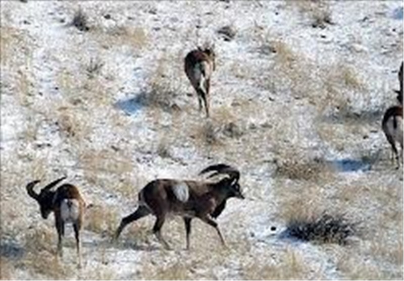 سنندج| 76 گونه با ارزش جانوری استان کردستان در معرض خطر انقراض
