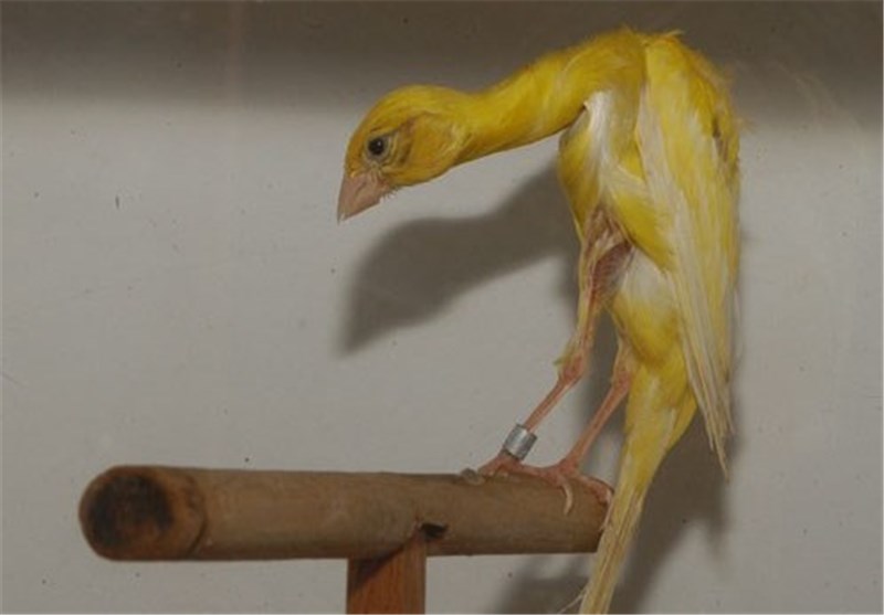 قناری 100 میلیونی انگیزه سرقت 5 میلیارد تومانی پرندگان تزئینی