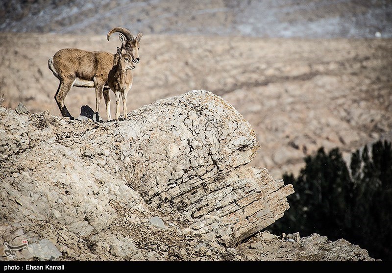 کشف لاشه 160 رأس قوچ و میش اوریال در پارک ملی گلستان؛ علت در دست بررسی است