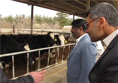 صنعت دامداری در کشور با تحقق اقتصاد مقاومتی شکوفا می‌شود