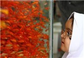 150 هزار ماهی قرمز از خراسان رضوی به افغانستان و ترکمنستان صادر می‌شود