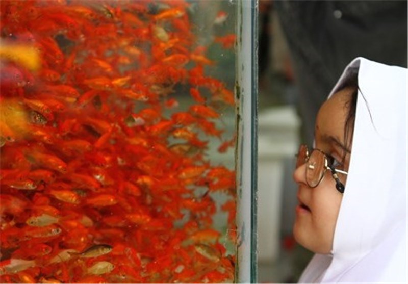 جشنواره فرهنگی رهاسازی ماهی قرمز در آمل برگزار می‌شود