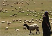 10 هزار تن علوفه یارانه‌ای بین عشایر استان فارس توزیع می‌شود