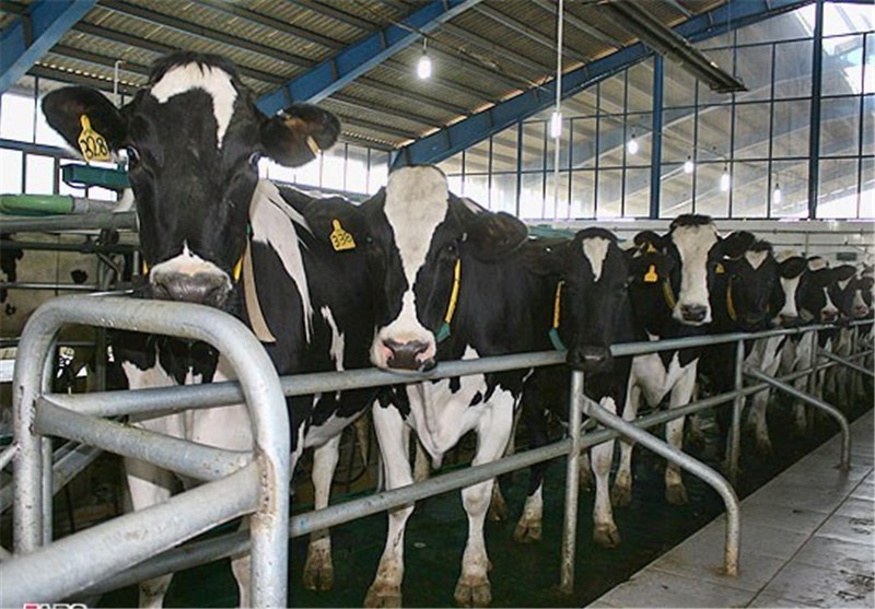 مانور رانتی واردات کره برای نابودی دامداران/شیر تازه‌ای که روی دست تولیدکنندگان کشور می‌ماند