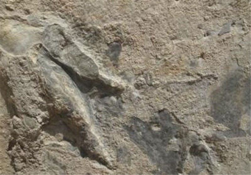 What 142-Million-Year-Old Footprints Reveal about Dinosaur Behavior