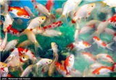 فروش ماهی قرمز در آستانه نوروز 