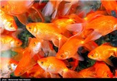 فروش ماهی قرمز در آستانه نوروز 