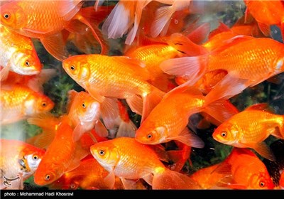 فروش ماهی قرمز در آستانه نوروز 
