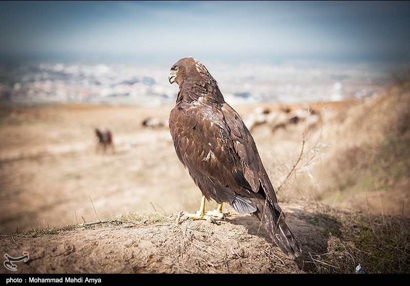 نجات کمیاب‌ترین پرنده شکاری &quot;دلیجه&quot; در استان قزوین