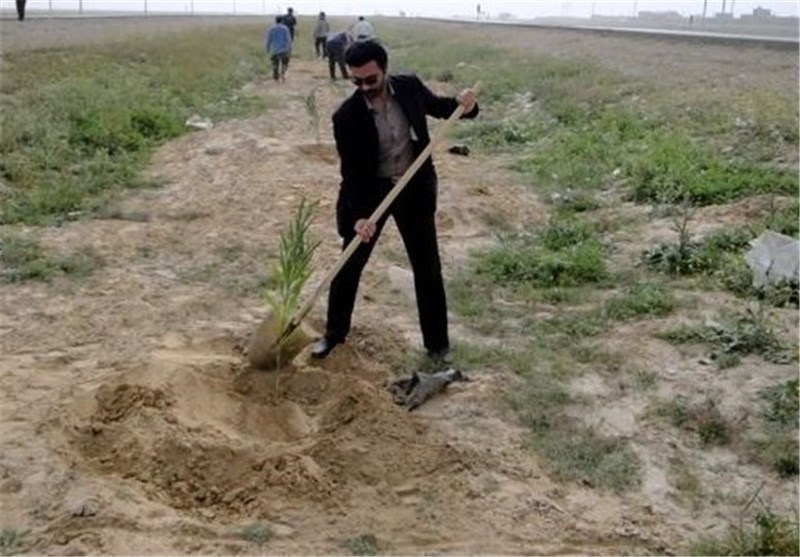 6000 اصله نهال در اراضی بیابانی تنگستان کاشته شد