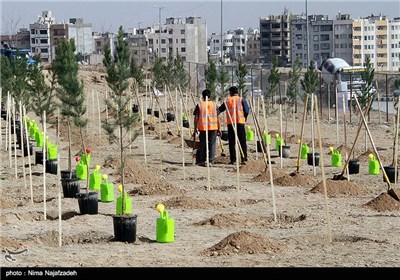 آیین روز درختکاری در مشهد 
