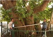 آشنایی با کهن‌ترین درخت استان قزوین
