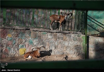 باغ وحش ارم تهران