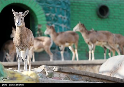 باغ وحش ارم تهران