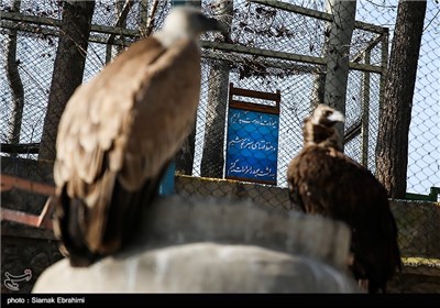 باغ وحش ارم تهران