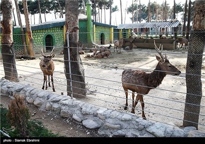 باغ وحش ارم تهران