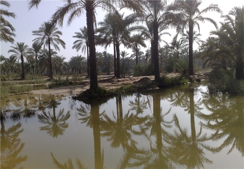 تغییر روش آبیاری 20 هزار هکتار اراضی نخیلات بوشهر