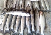 50 درصد ماهی زنجان در ماهنشان تولید می‌شود